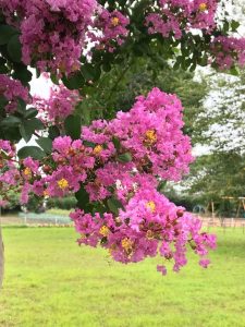 サルスベリの花